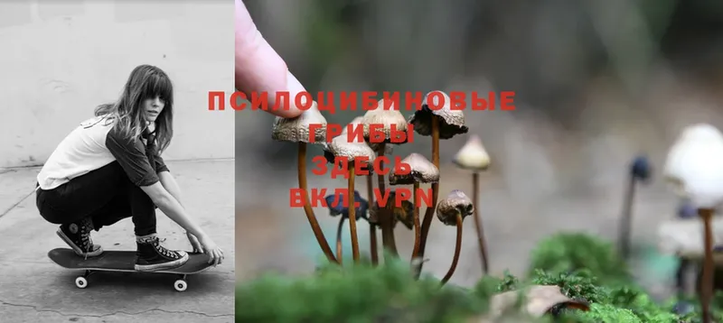 Галлюциногенные грибы Magic Shrooms  Мичуринск 